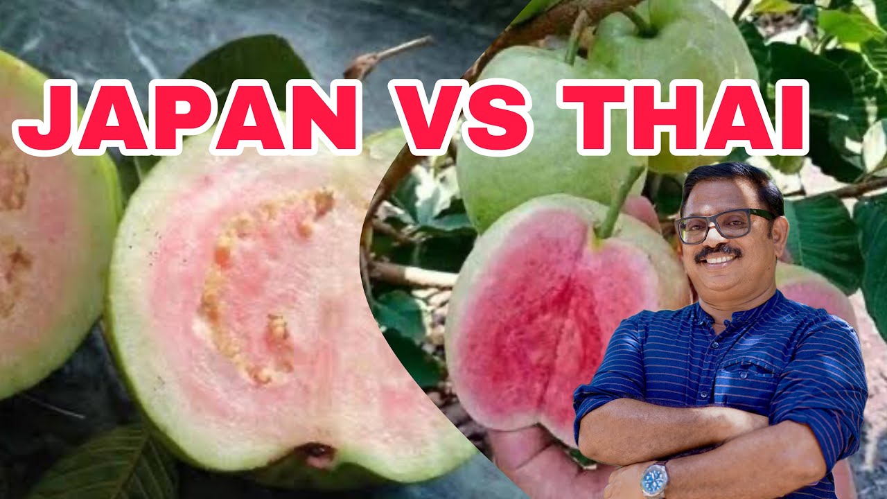 JAPAN GAUVA VS THAI PINK GAUVA