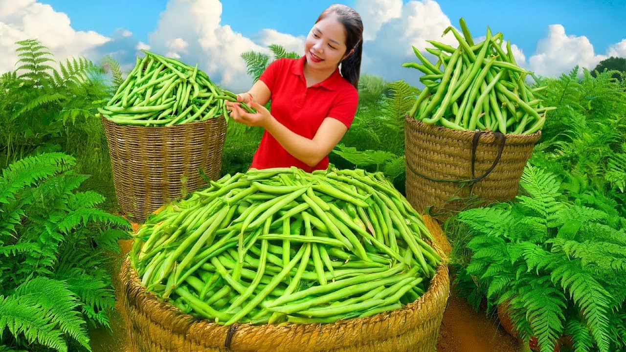 Harvesting A Lot Of String Beans Goes To Market Sell, Vegetable Garden Care with My Husband