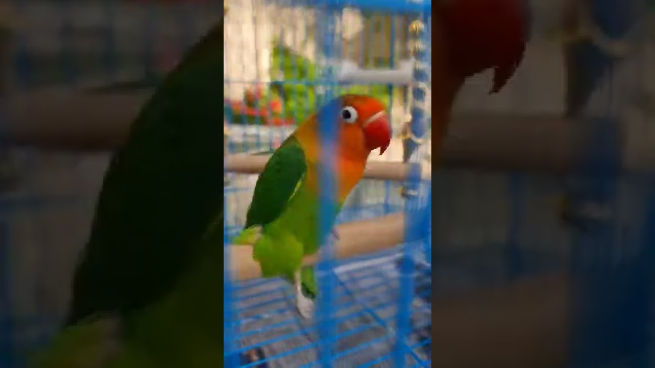 very smart love bird 🤪 #smart #lovebird
