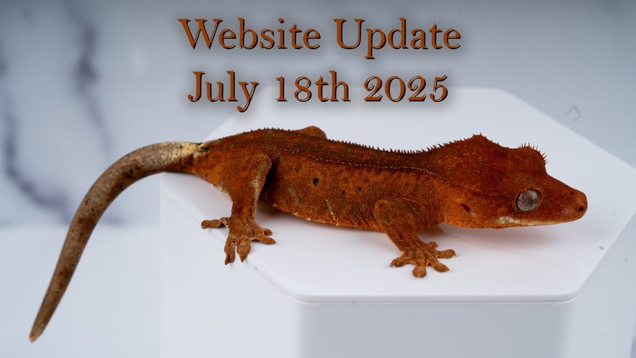 Geckos For Sale!! July 18th 2025