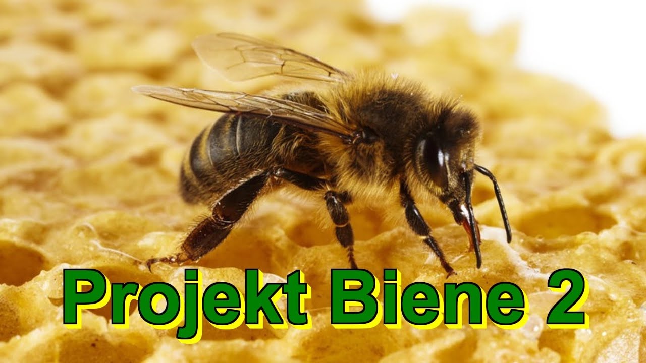 Projekt Biene 2 -  Beutesystem, Grundlagen, Beuten streichen