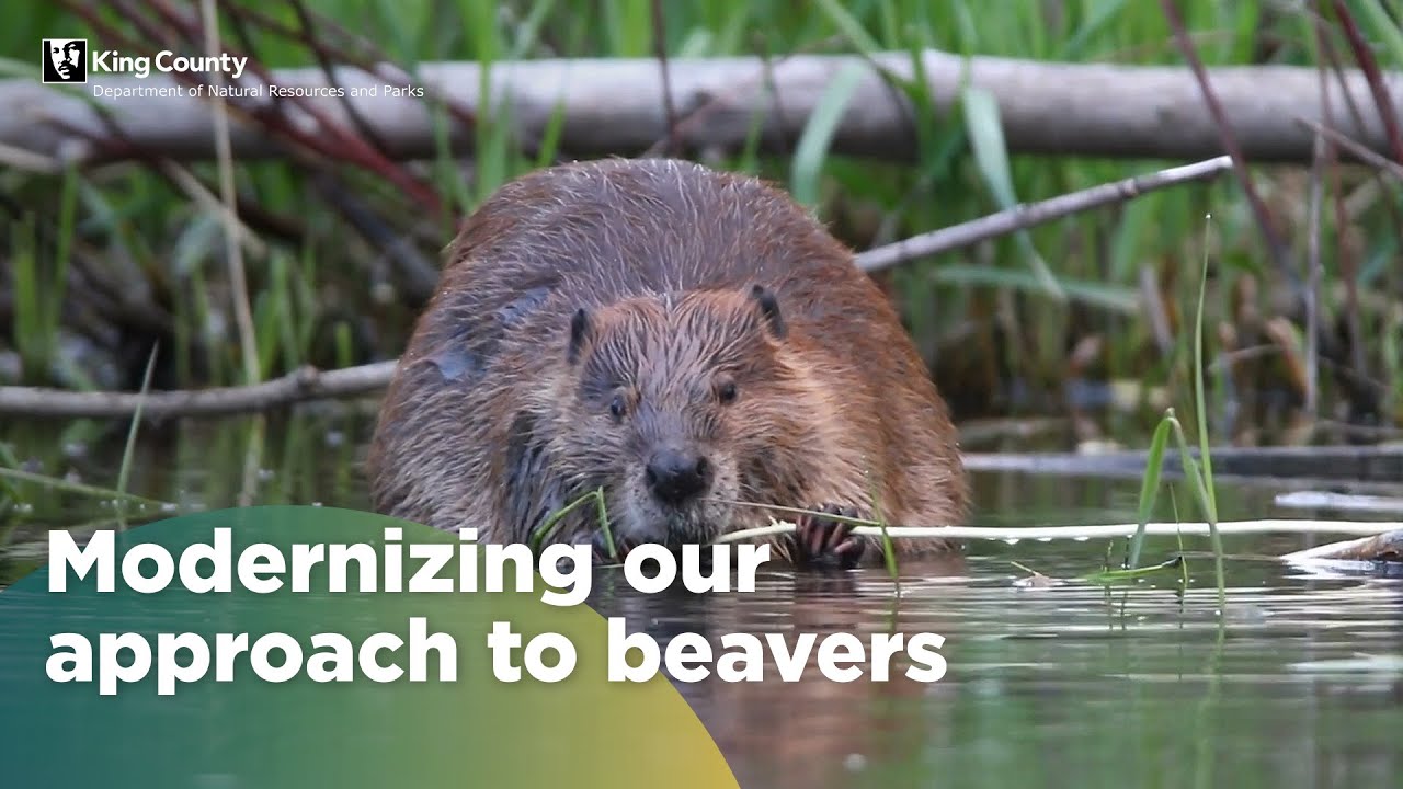 Beavers 'do it better': King County's modern approach to habitat restoration