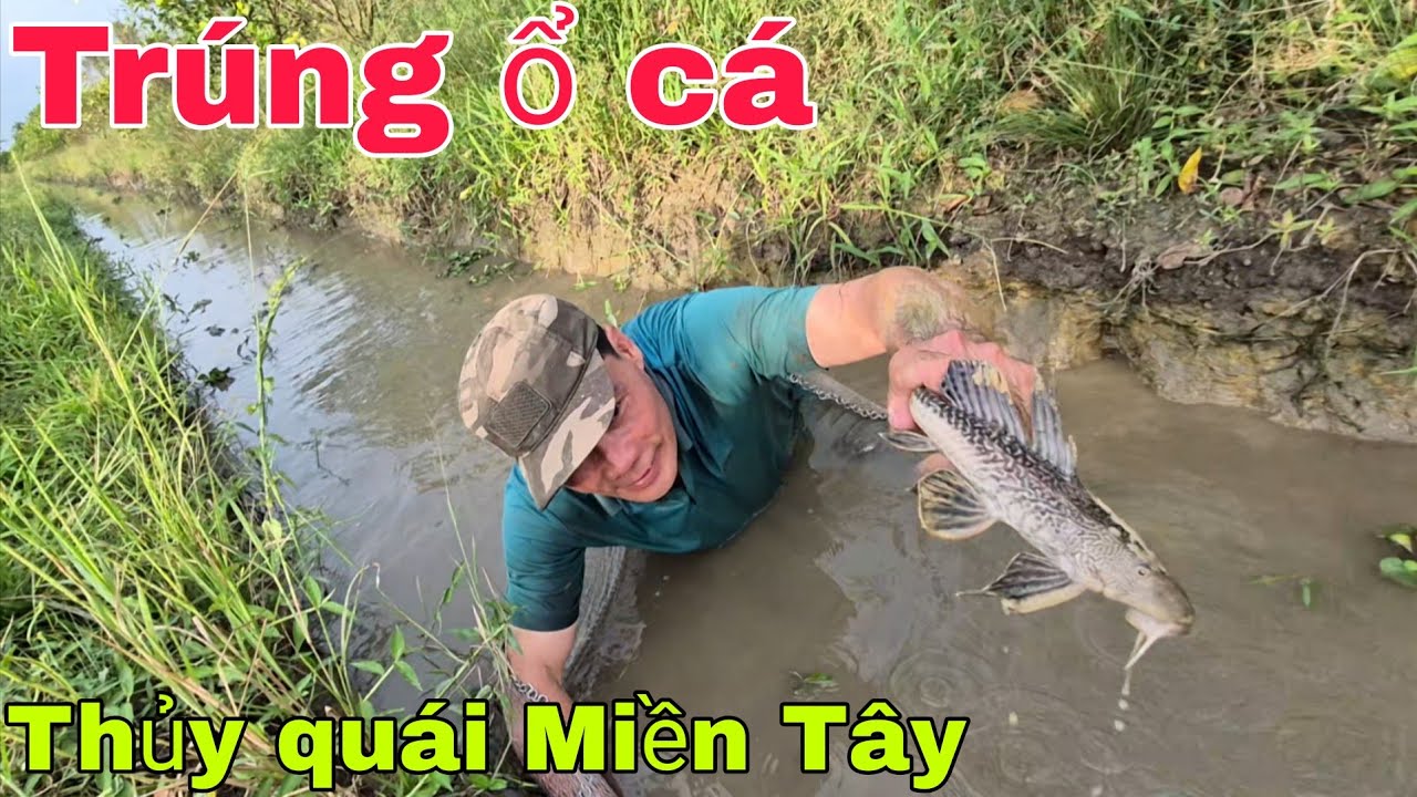 Trúng mánh ổ cá bắt được " Thủy Quái " Miền Tây. 