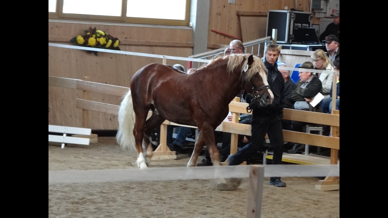 Kaltblutkörung Sankt Märgen am 20.10.2012 - An der Hand + Freilaufen in der Halle