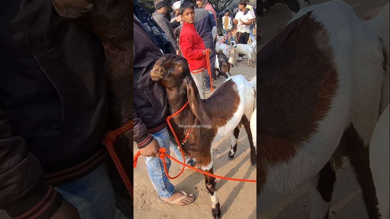 top quality 2 bakre Taharpur bakra mandi #shorts