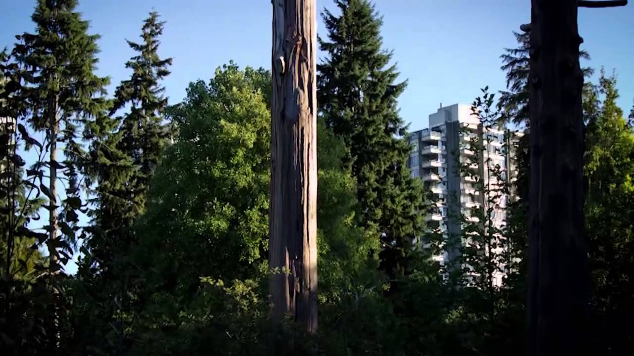 Rewilding Vancouver: Stanley Park Blue Herons