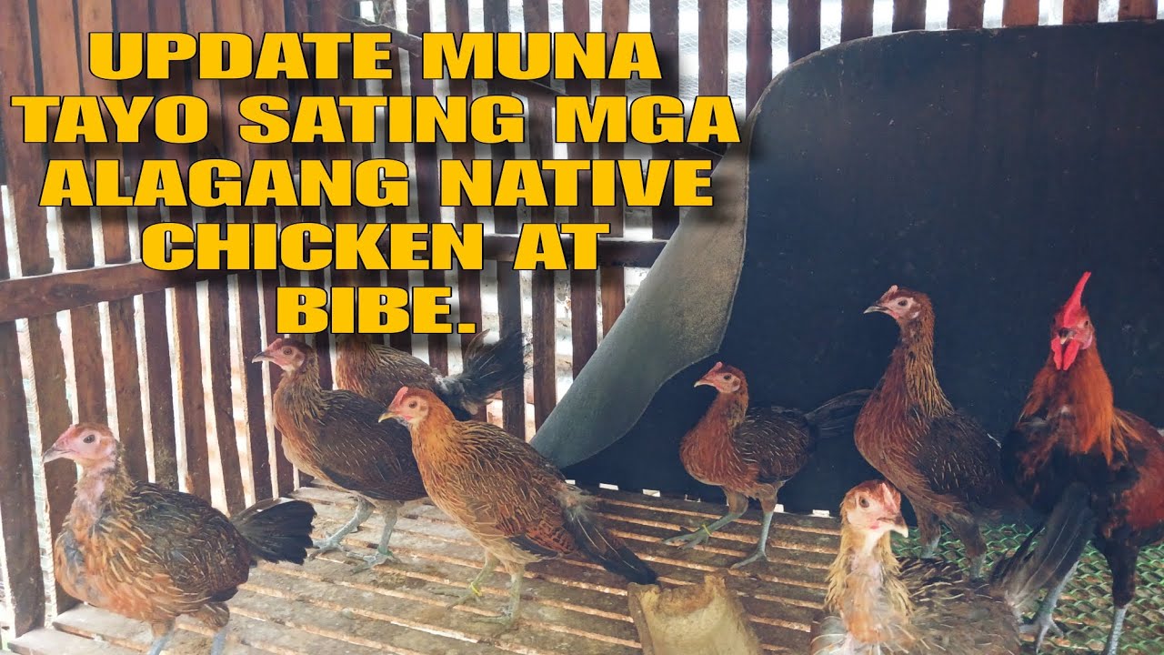 UPDATE MUNA TAYO SATING MGA ALAGA