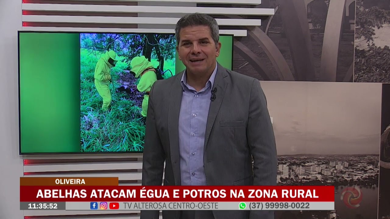 Oliveira: Abelhas atacam égua e potros na zona rural