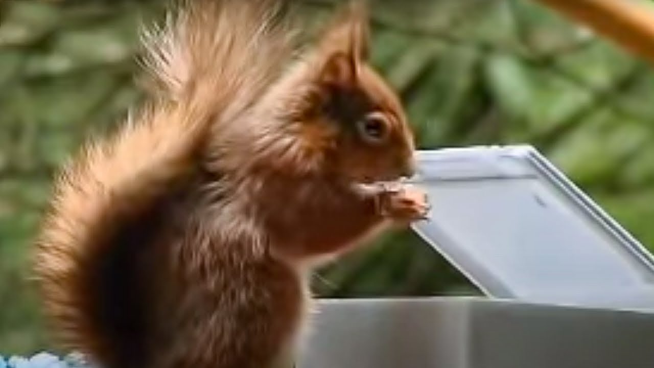 Red Squirrel Extreme Assault Course | Clever Critters | BBC Studios