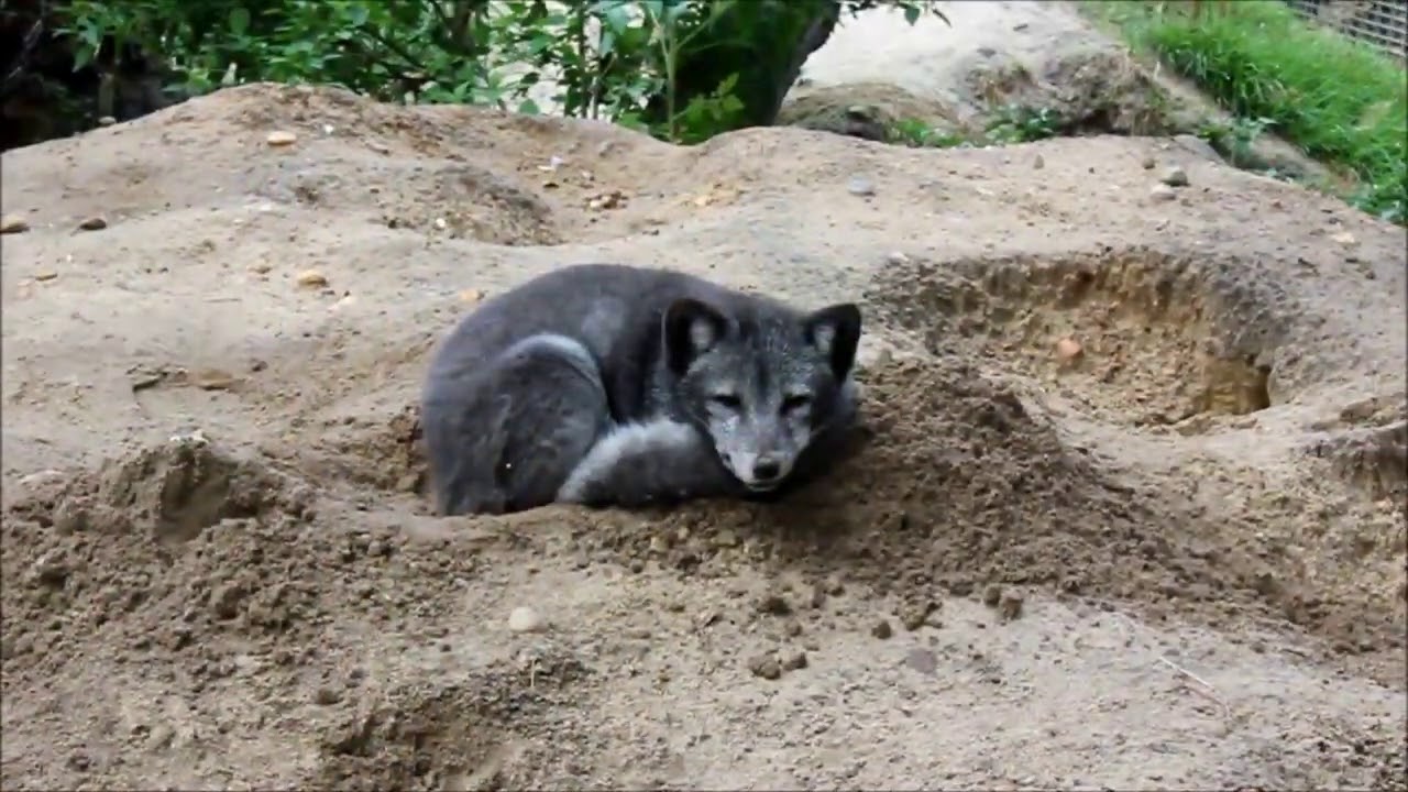 Tiger,L&ouml;we und co im Filmtierpark Eschede 7.9.2020!