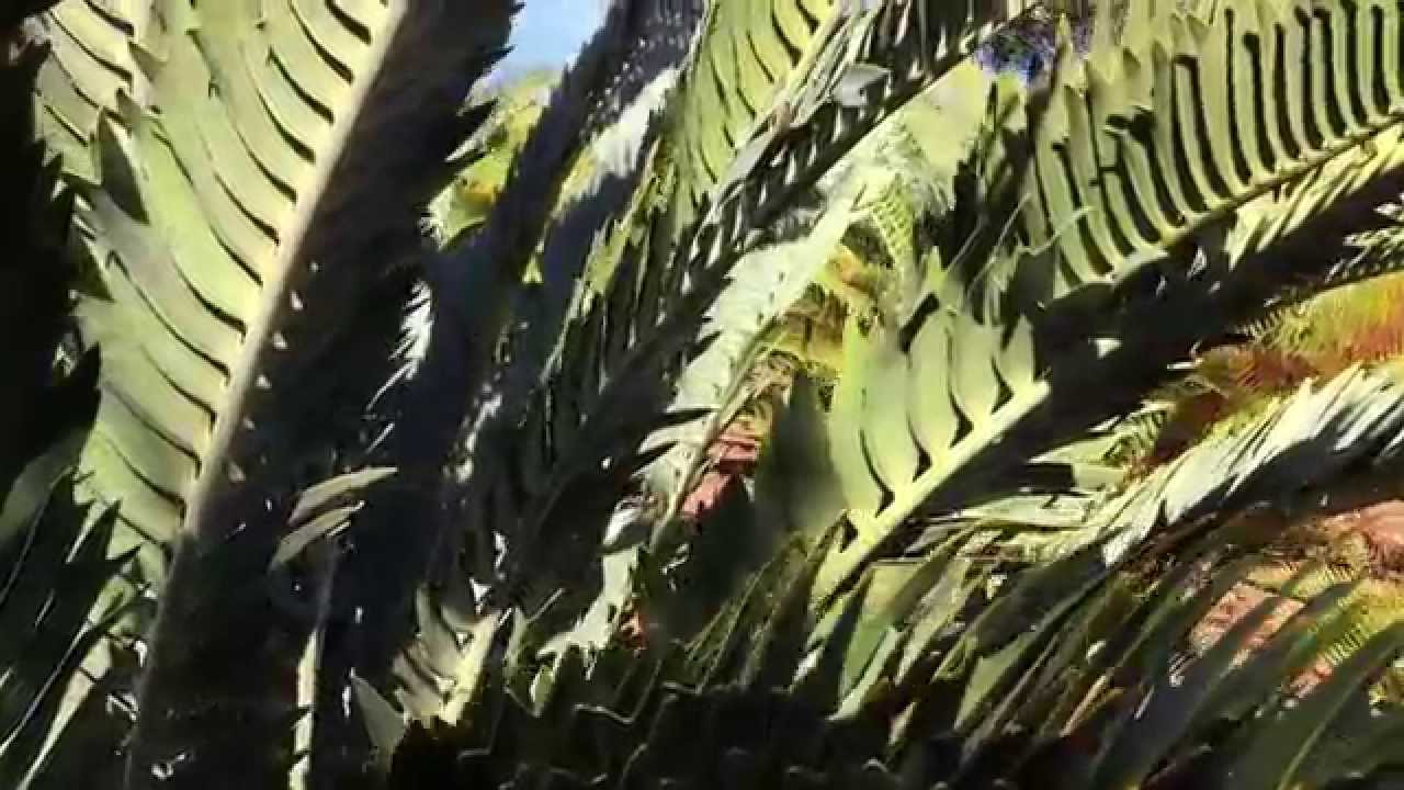 Encephalartos longifolius