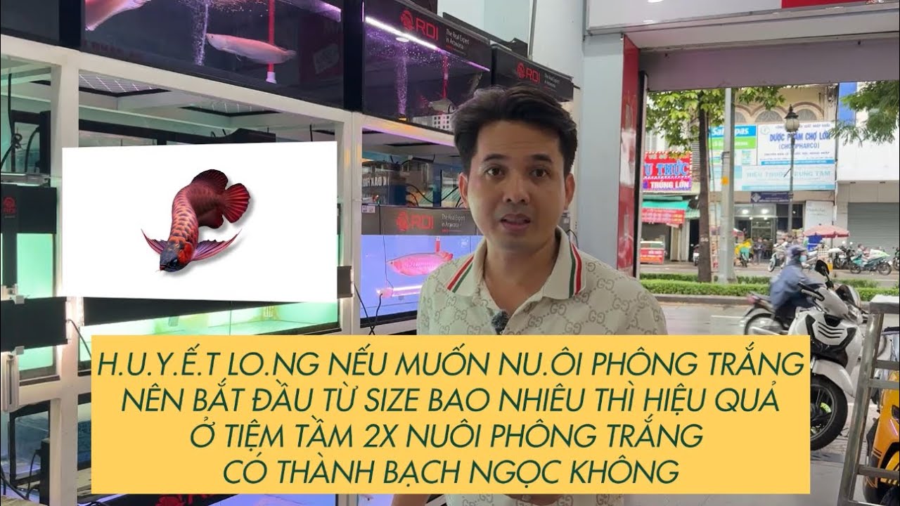 H.UYẾT LONG muốn nuôi PHÔNG TRẮNG thì nuôi từ saiz bao nhiêu là hiệu quả ?