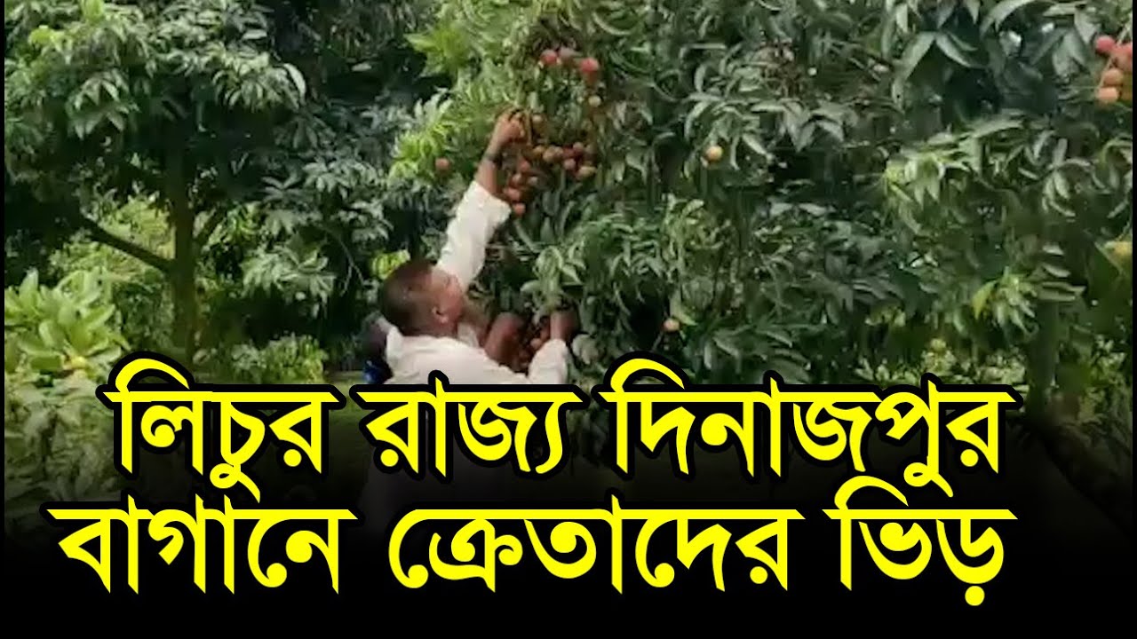 লিচুর রাজ্য দিনাজপুর, বাগানে ক্রেতাদের ভিড় | RisingBD