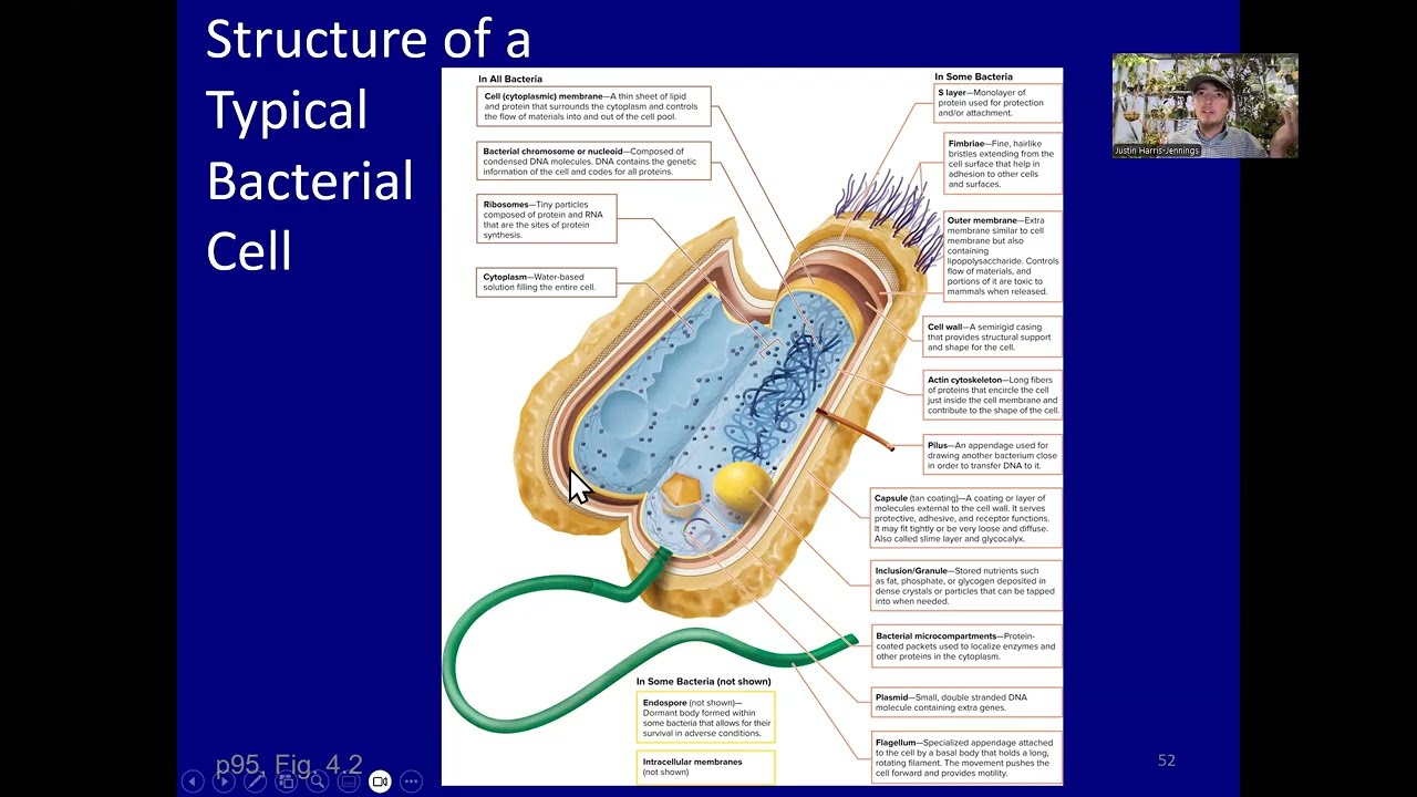 Bacterial Structure & Conditions for Growth Microbiology Lecture 2 SP2026