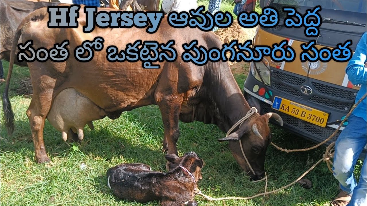 ఆంధ్రప్రదేశ్ లో Hf Jersey ఆవుల అతి పెద్ద సంస్థల్లో ఒకటైన పుంగనూరు సంత