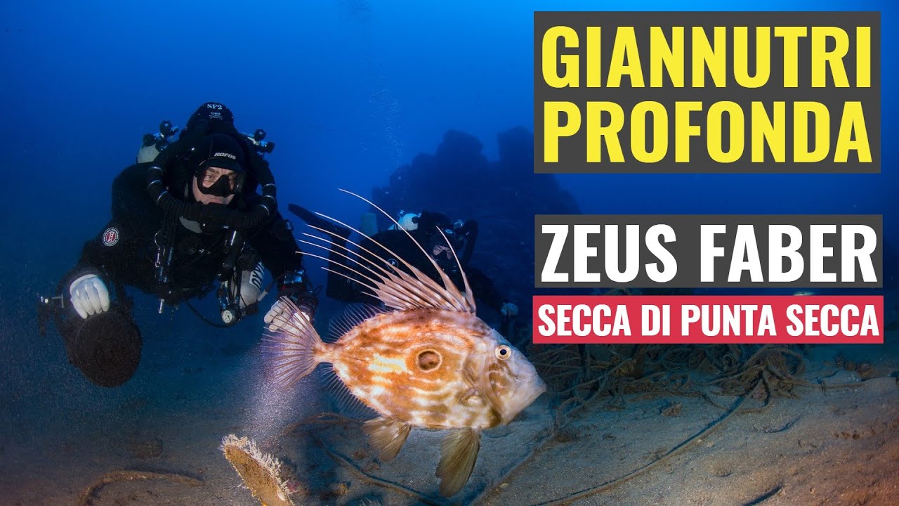 Immersione con gli Zeus faber alla Secca di Punta Secca di Giannutri