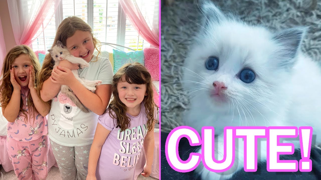 WE GOT OUR NEW KITTEN *CUTE OVERLOAD* AND NAME ANNOUNCEMENT! Fun Family Three Ava Isla and Olivia