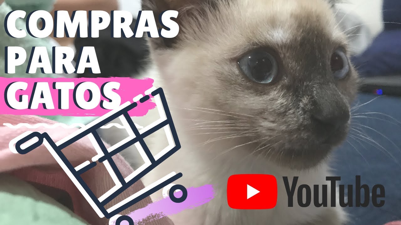 Compras para Gato em Portugal