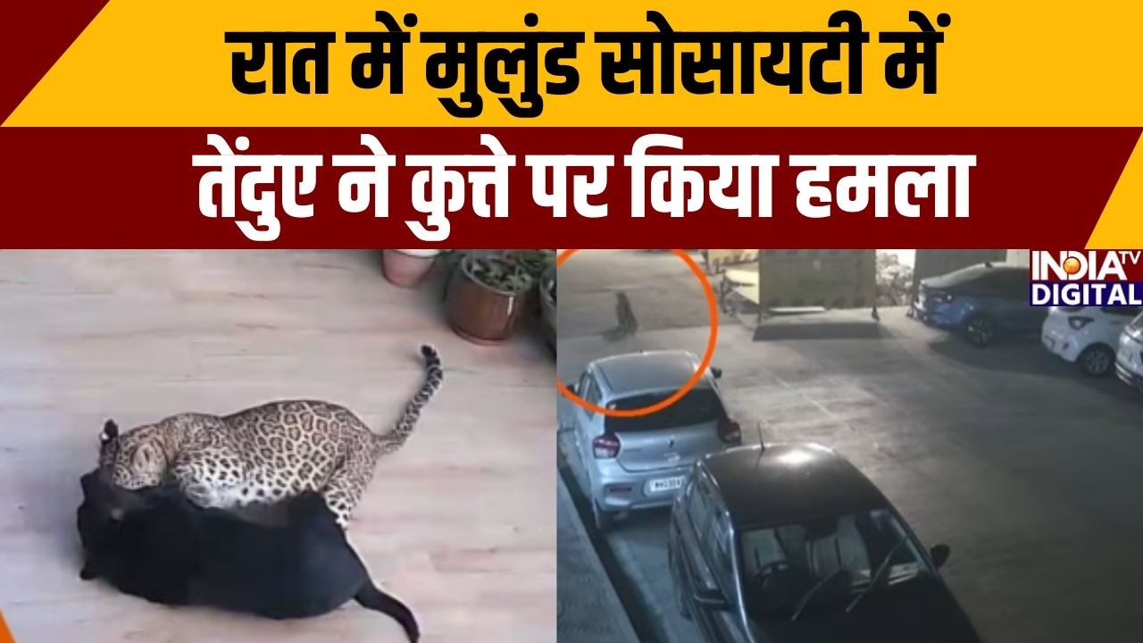 Mumbai News: रात में मुलुंड सोसायटी में तेंदुए ने कुत्ते पर किया हमला | Viral CCTV Footage