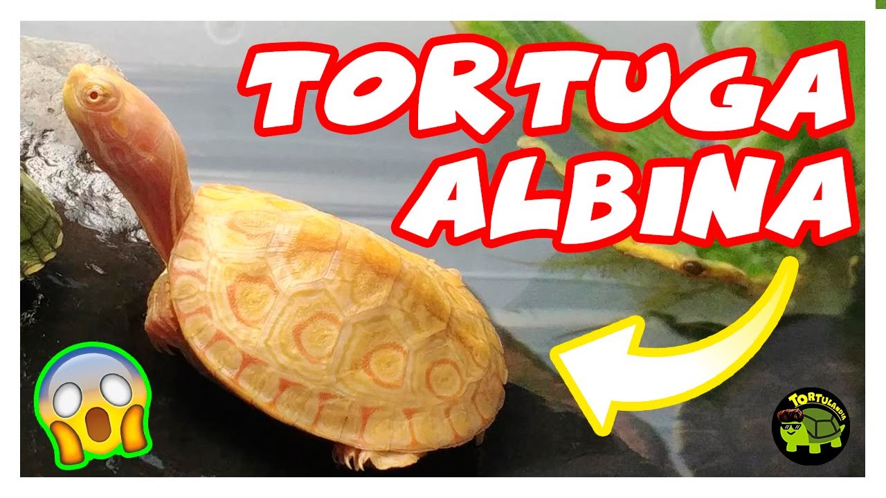 TORTUGA ALBINA PAVO REAL | TRACHEMYS VENUSTA  |
