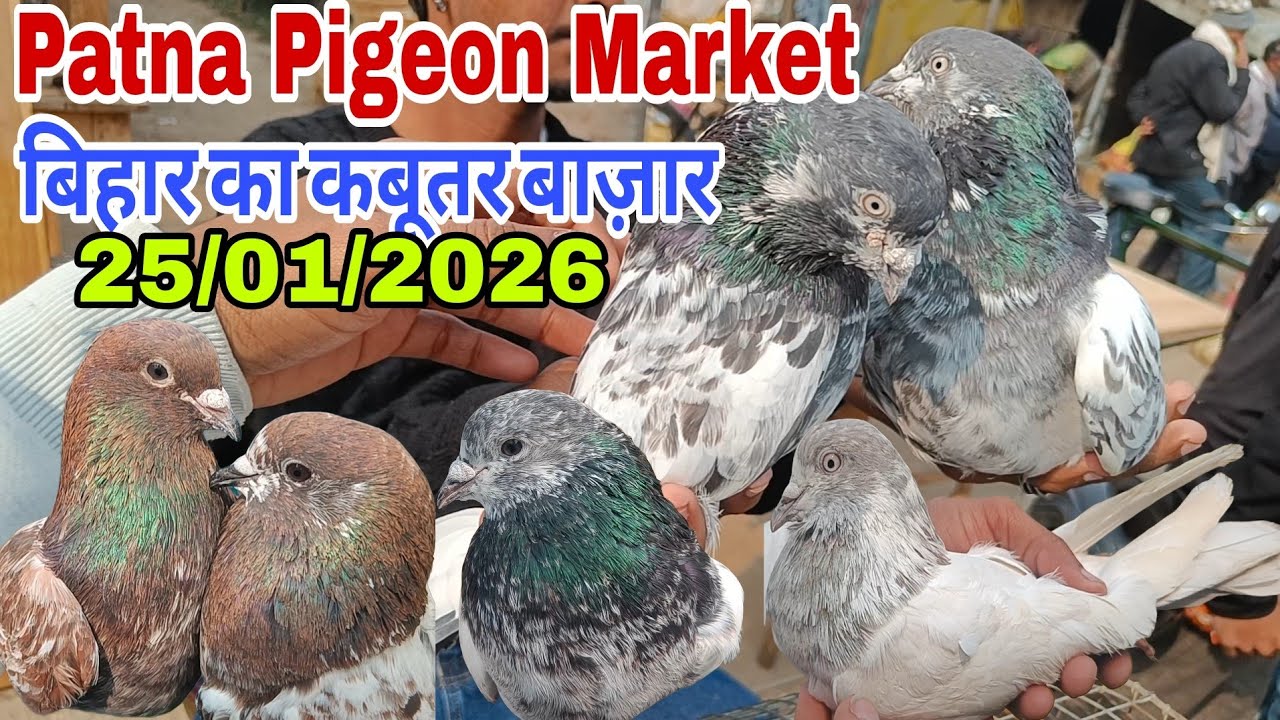 बिहार का कबूतर बाज़ार Patna Pigeon Market 25/01/2026 #pigeonmarket 