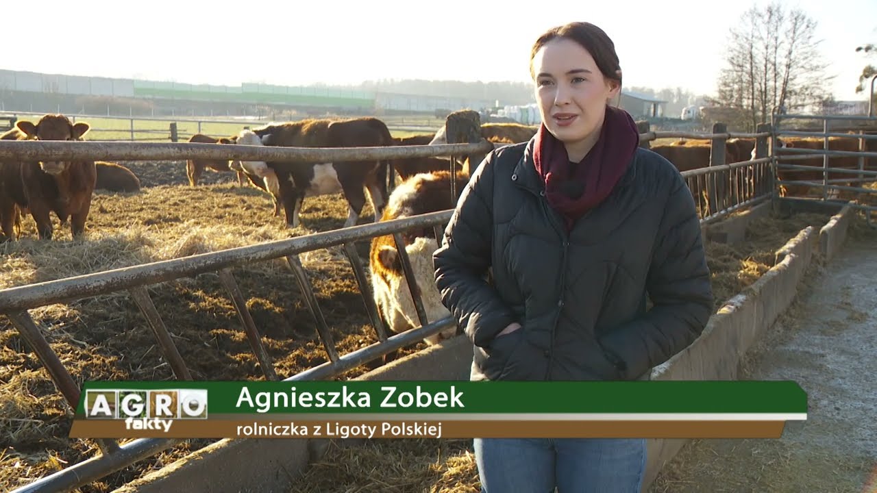 Zimowe wycielenia w gospodarstwie Agnieszki Zobek  - TVP3 AgroFakty
