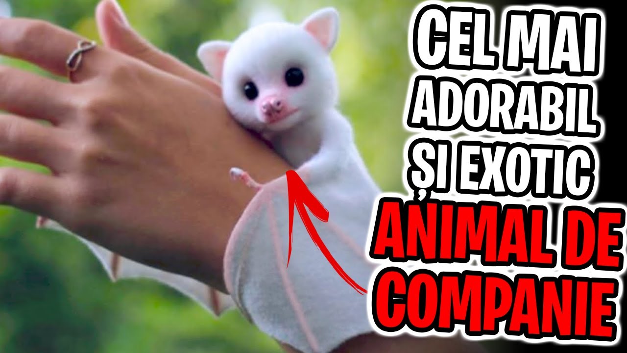 11 Animale EXOTICE Adorabile Pe Care Le Poti Detine Ca Animale De Companie