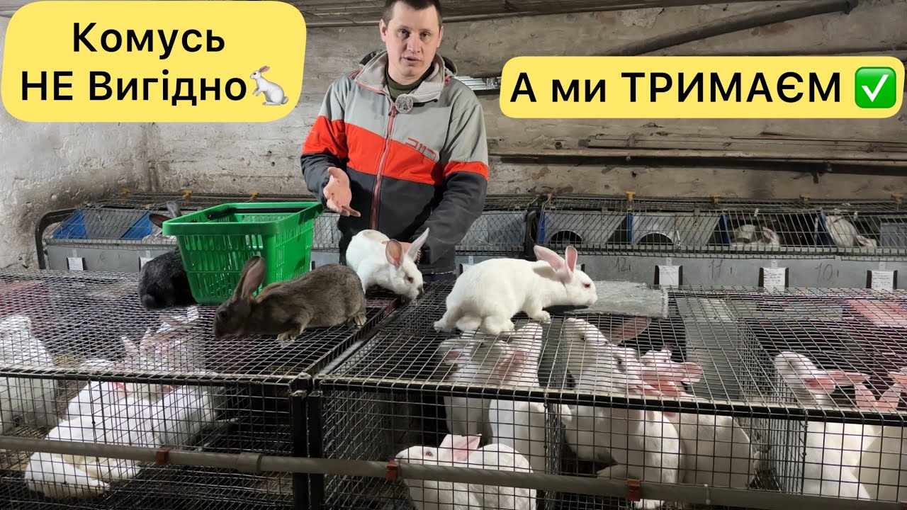 ЧОМУ НЕ ВИГІДНО ТРИМАТИ КРОЛИКІВ - А НАМ ПО ПРИКОЛУ? КРОЛЕБІЗНЕС, ШКІРА СОХНЕ, ВАКЦИНА Є!