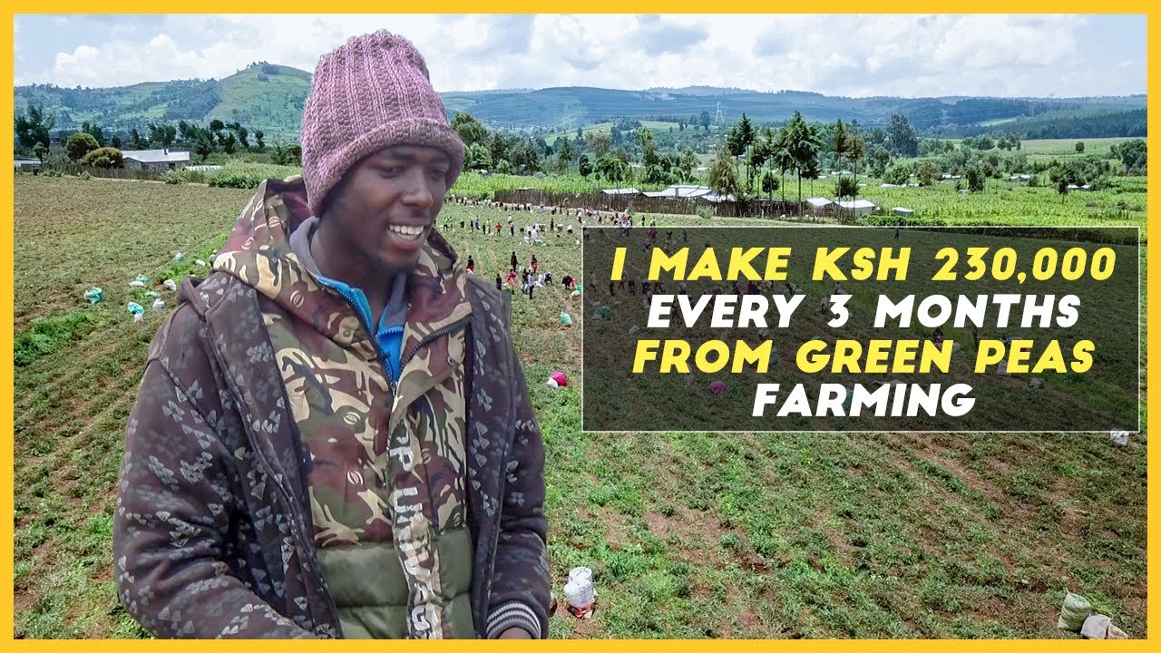 Green Peas Fetches Me Over 230,000 Kenyan Shillings Every Three Months || Green Peas Farming