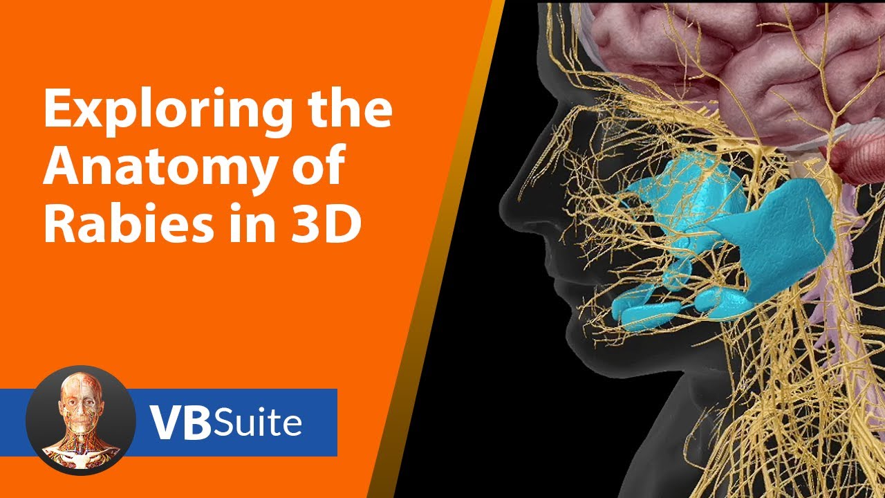 Exploring the Anatomy and Physiology of Rabies in 3D