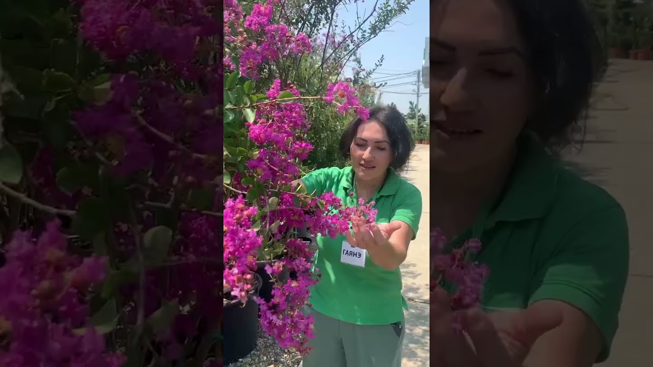 Индийская сирень лагестремия. Тренд этого года