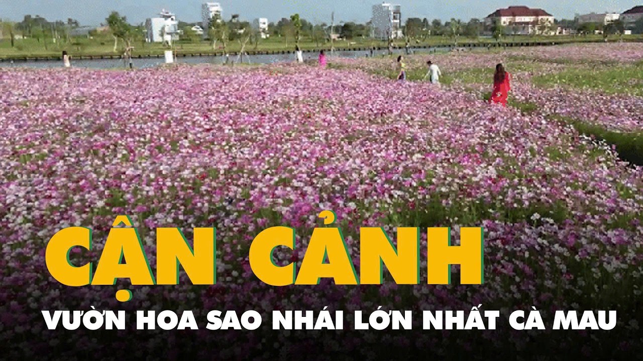 Video cận cảnh vườn hoa sao nhái lớn nhất Cà Mau vừa mở cửa để người dân chơi Tết