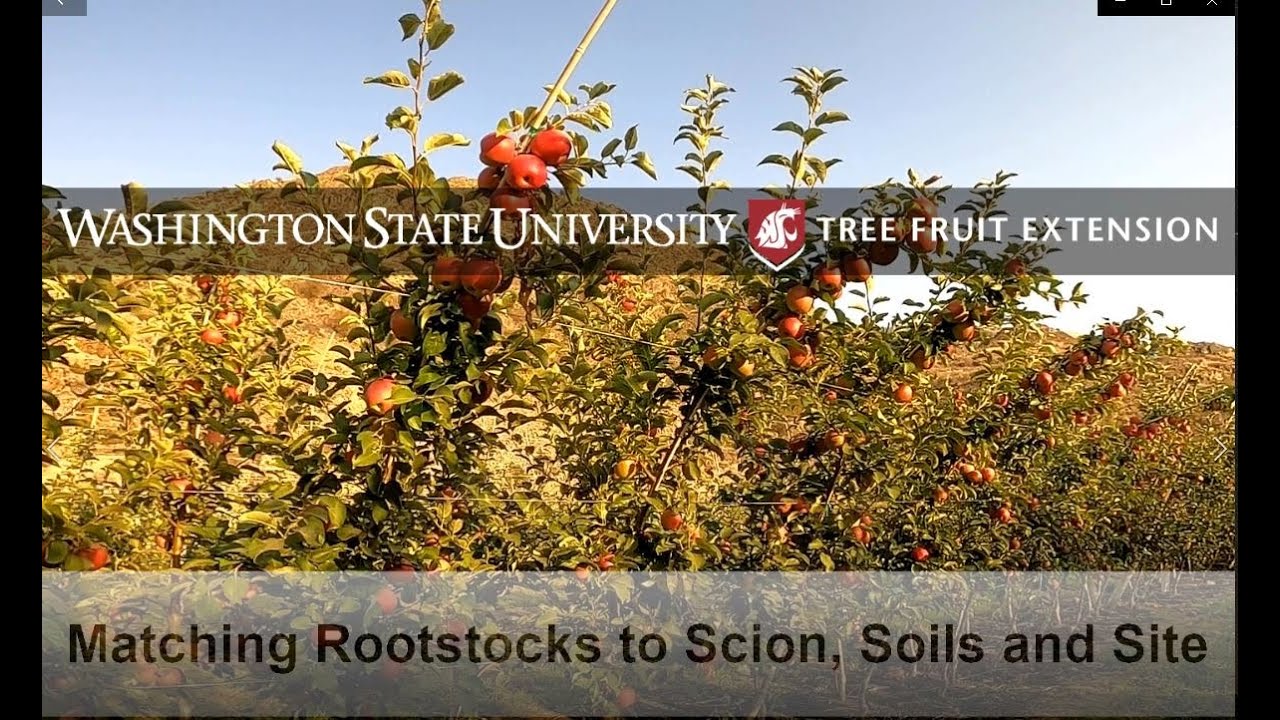Case Studies in Matching Rootstocks to Scions and Varieties