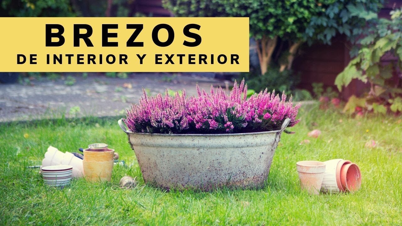 Brezo de interior y exterior - Decogarden - Jardinatis