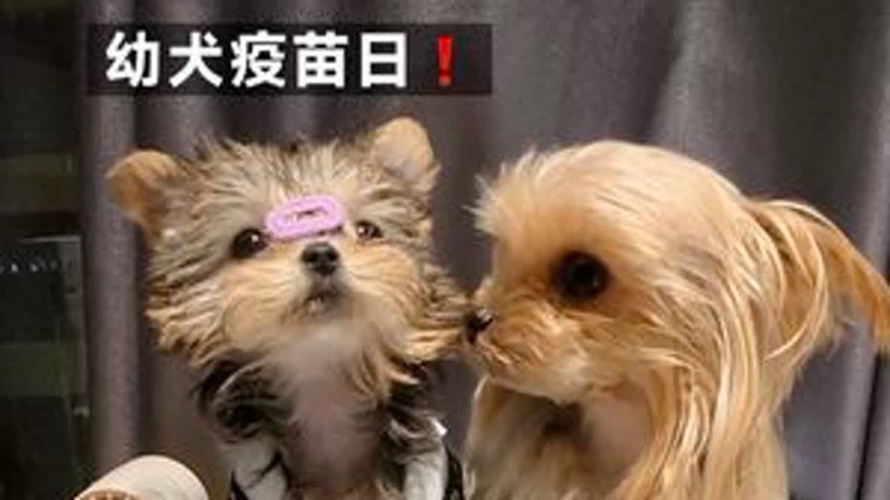 Vlog｜养幼犬和成犬一天真实日常❗️开始给念念训定点了 定点本身就是循序渐进慢慢来不要着急！今天带她去打疫苗啦 很乖不叫 就是打完耳朵塌了哈哈哈 两天又立起来了大家可以蹲立耳教程～#vlog十...