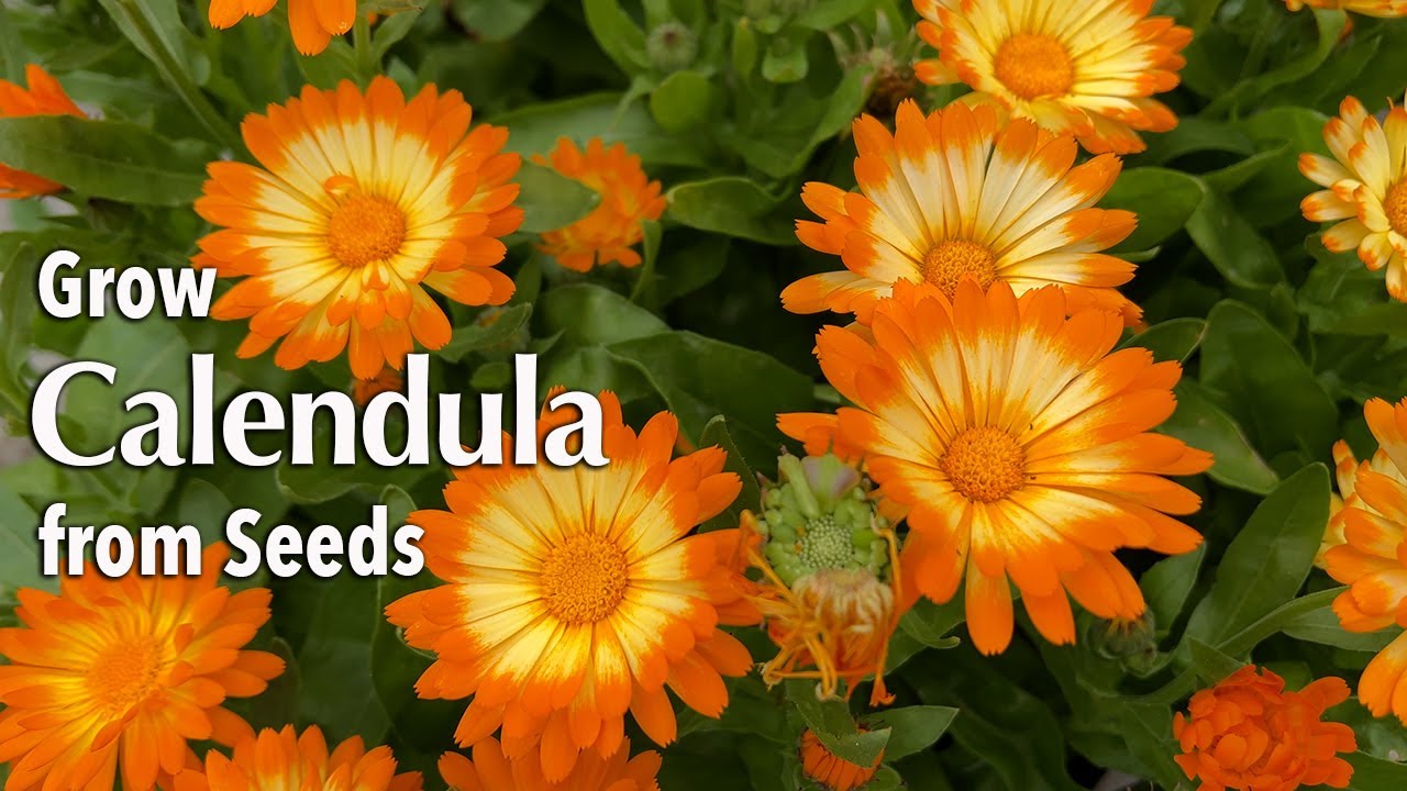 How to Grow Calendula or Pot Marigold from seed in Pots or a container 🌼