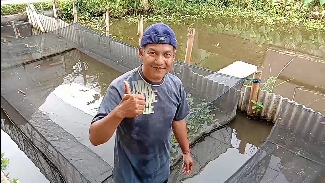 TEKNIK PEMIJAHAN IKAN LELE : MEMILIH INDUKAN YANG SIAP PIJAH