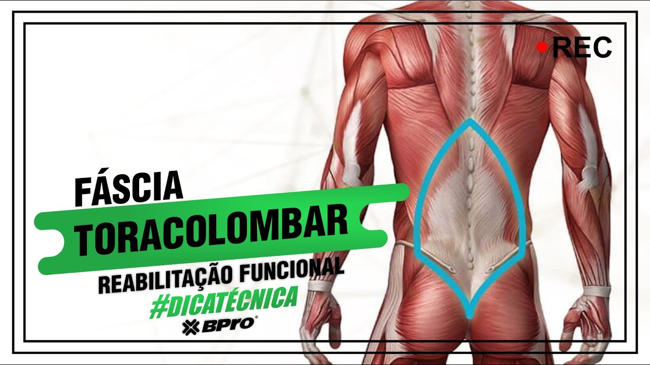 FÁSCIA TORACOLOMBAR | Características anatômicas e técnicas para reabilitação!