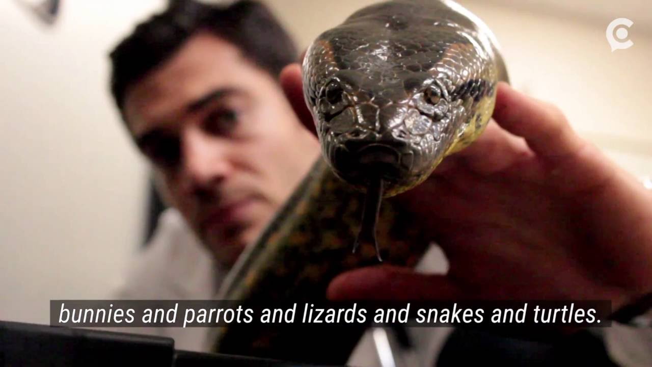 Instagram's Hottest Vet Treats Snakes and Elephants, and We Spent a Day With Him