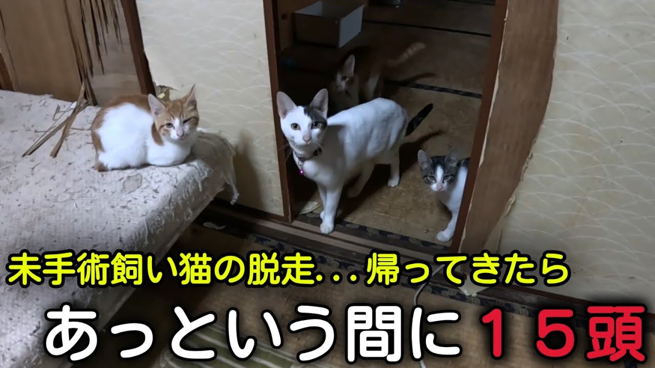 若い夫婦が多頭飼育崩壊…　家族からのSOS【長崎県平戸市】【そとねこさんとにゃんて堂】【夢幸サポートプログラム】