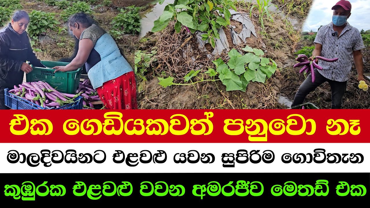 Fresh Veggies to Maldives – The No.1 Farm | The Most Unique Method of Growing Vegetables