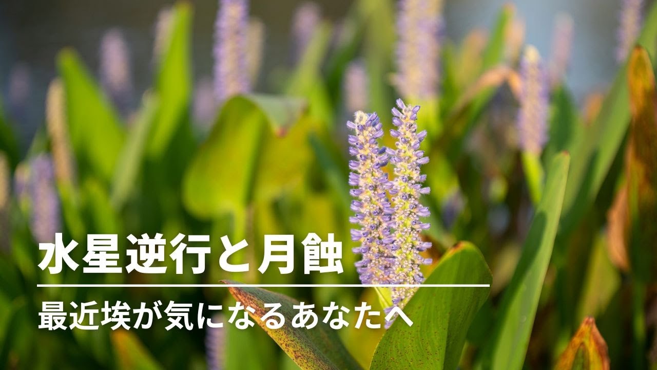 #263  水星逆行と乙女座の満月（月蝕）