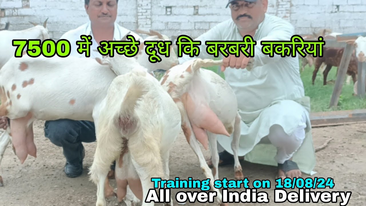 Mathura and Suhaliya Goat Farm Yamuna Paar Mathura UP