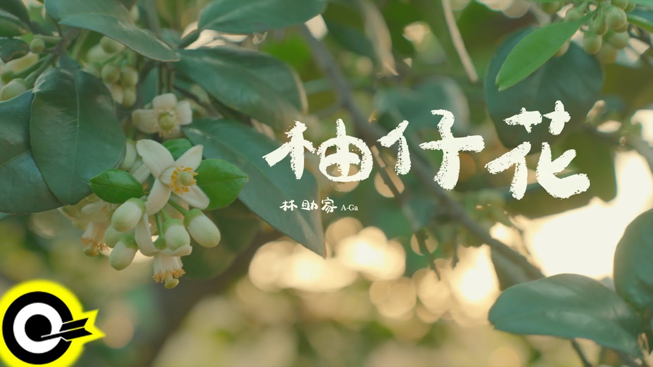 林助家 A-Ga【柚仔花 Pomelo Blossom In Memory】Official Music Video