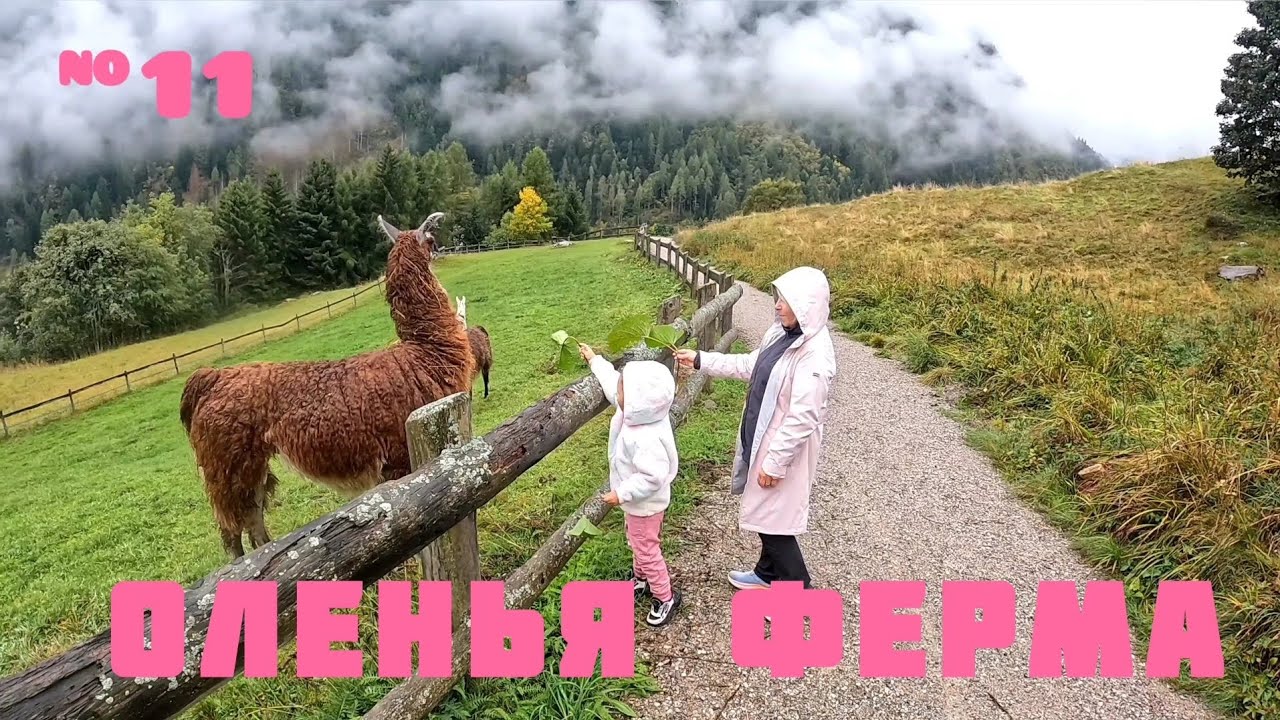 На машине по Италии, оленья ферма, яблоки и горы 