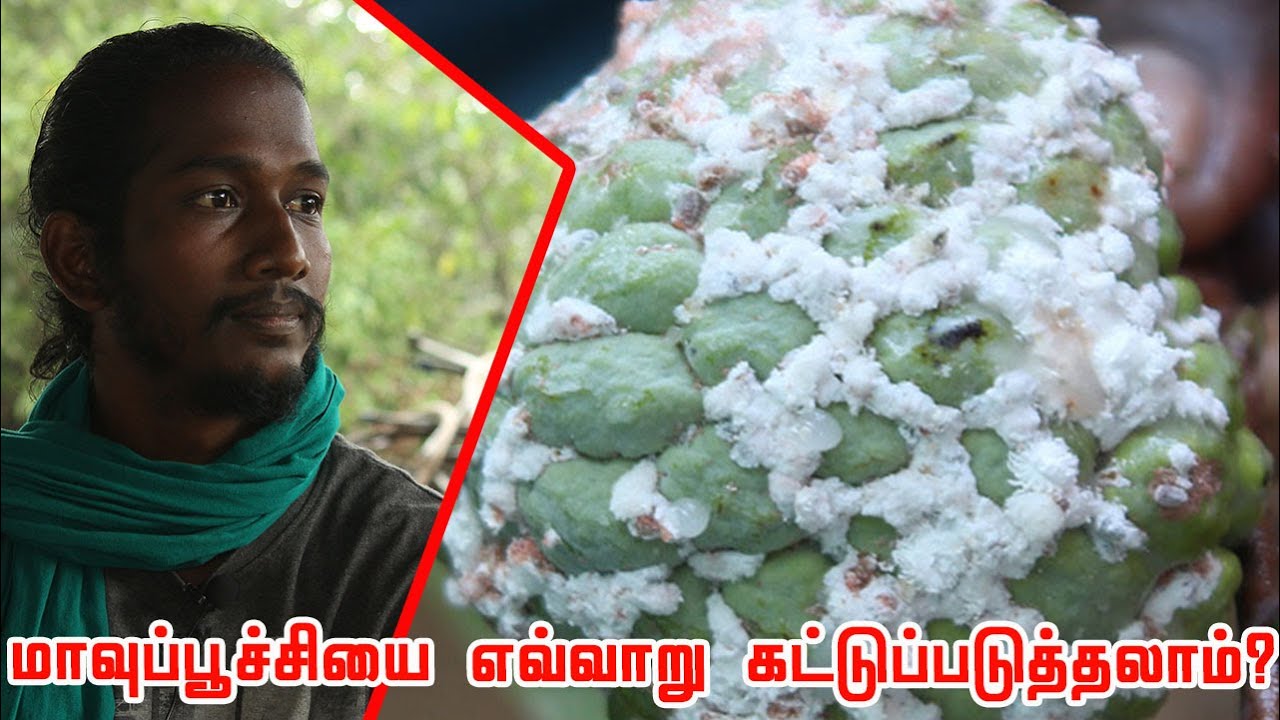 கோடையில் வரும் மாவுப்பூச்சியை எவ்வாறு கட்டுப்படுத்தலாம்? Maavu Poochi | How to control Mealybugs