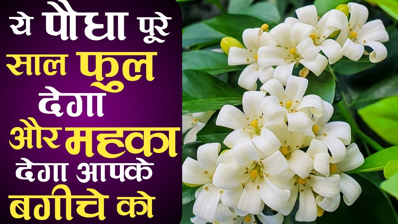 इस पौधे से पूरा घर आपका महक उठेगा | MadhuKamini Plant Care & fertilizer | मधुकामिनी पर ज्यादा फूल