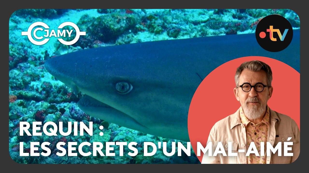 Requins : Peur, secrets et vérités sur les seigneurs des océans ! - C chaud - C Jamy