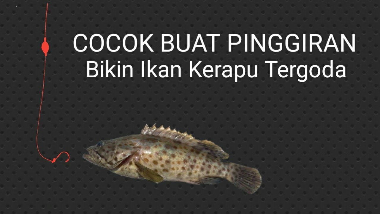 Rangkaian Pancing Ikan Kerapu Sangat Cocok Buat Mancing Pinggiran