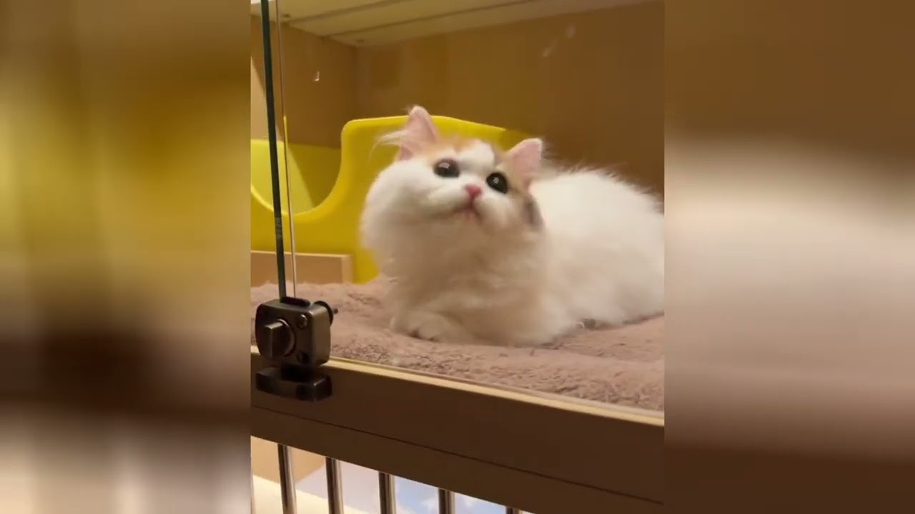 Adorable kittens have the power to make you feel good